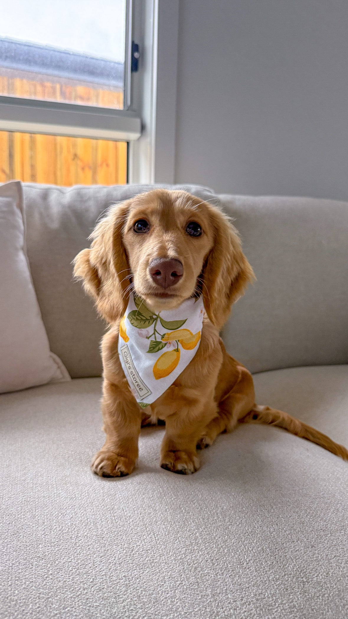 Lemon bandana