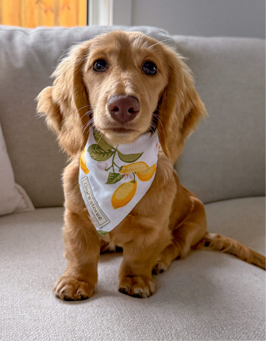 Lemon bandana