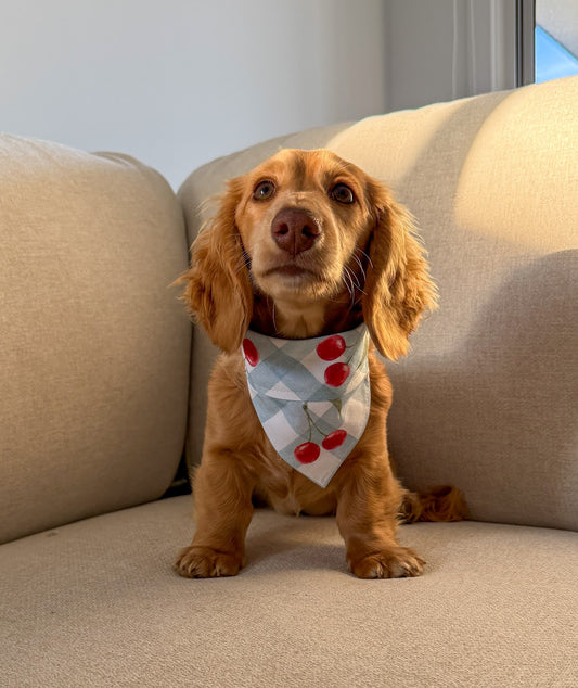 Cherry bandana